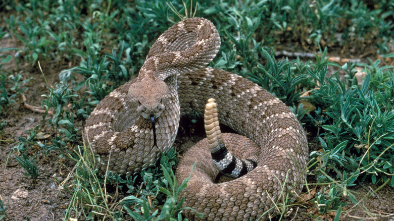 The venom of the Western Diamondback Rattlesnake may not typically kill its victim, but it's still a serious medical emergency once it enters the bloodstream.