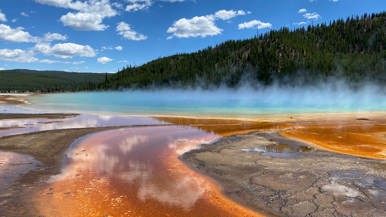 A multi-colored pool of steaming water and mud with dark green trees and blue skies in the background