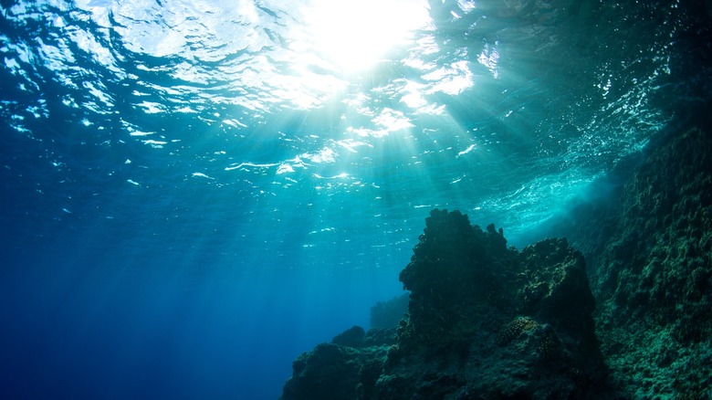 Sun filters through the surface of the ocean as an underwater rock face is seen in the foreground