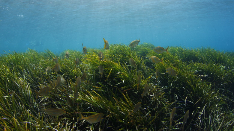 School of fish in seagrass, a submerged aquatic plant