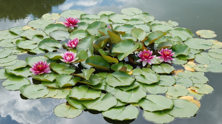 Cluster of pink water lilies and lily pads floating in a pond