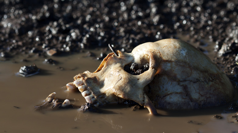 Human skull decomposing