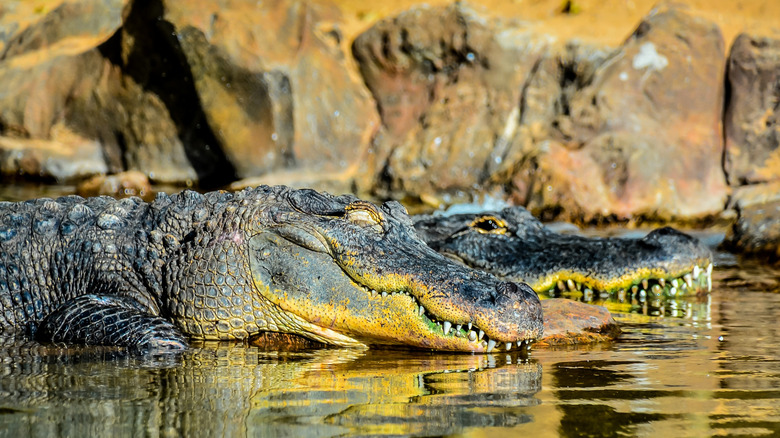 Two alligators laying in the water