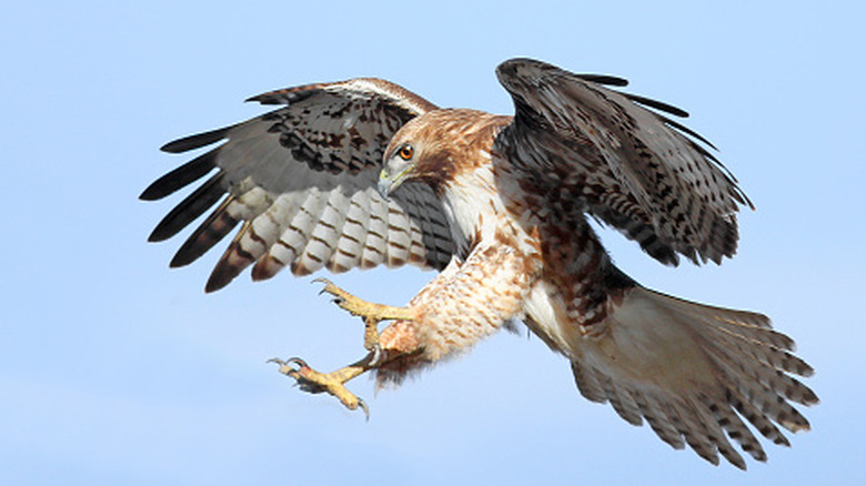 Hawk swooping down out of the sky