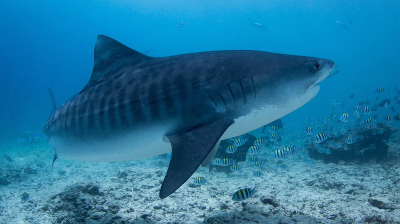 Tiger shark swimming near the bottom of a body of water