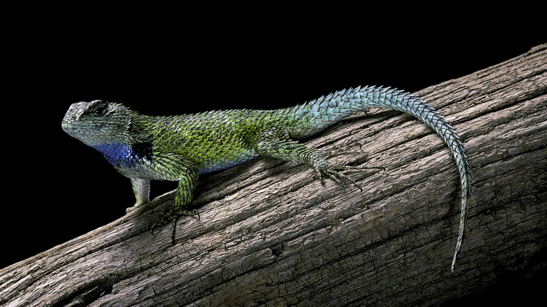 Blue and green iguana sitting on a branch