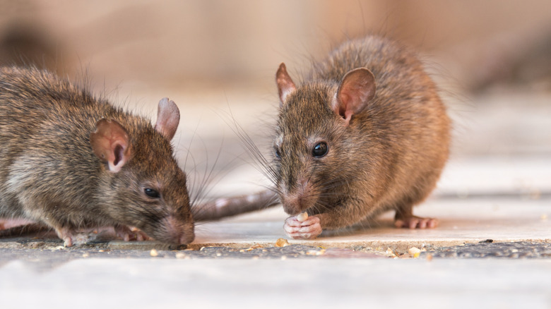 Two rats eating seeds on the ground