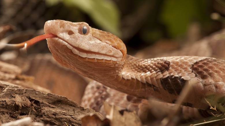 Orange snake with its tongue out