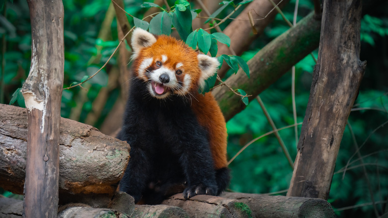 Red panda standing on logs and smiling