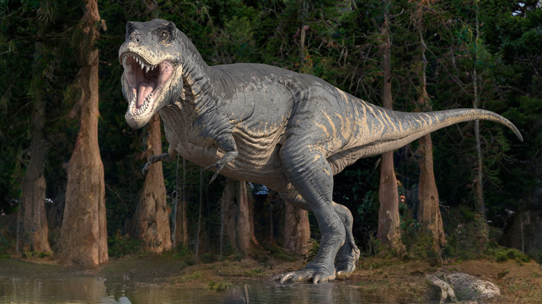 Tyrannosaurus rex in a forested area