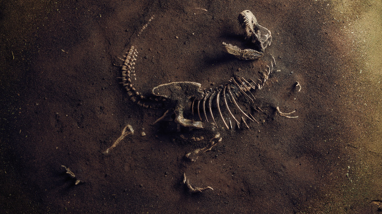 T-Rex fossil in ground