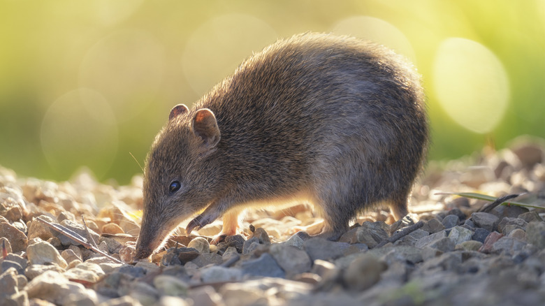 Bandicoot sniffing for food