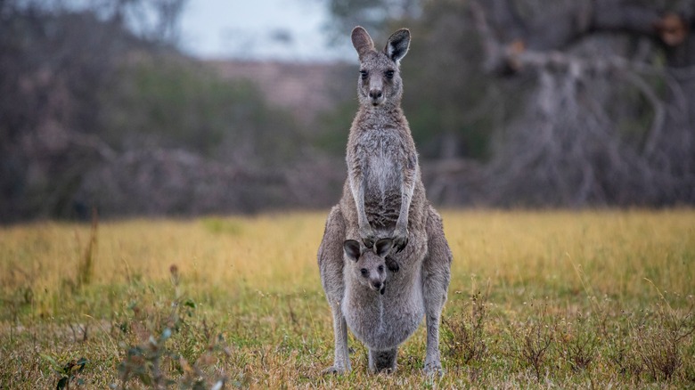 Kangaroo with joey in pouch