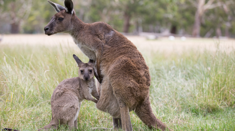 Kangaroo joey entering its mother's pouch