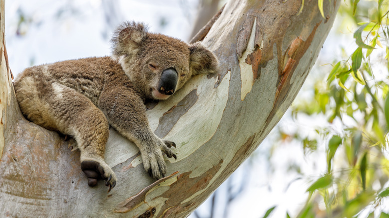 Koala sleeping in eucalyptus tree