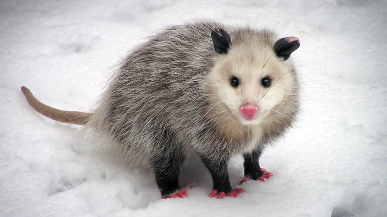 Virginia opossum standing in snow