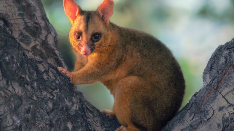 common brushtail possum standing on tree bough