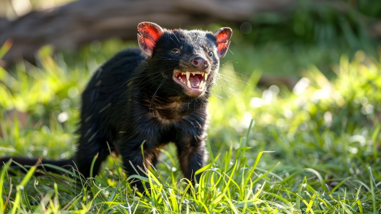 Tasmanian devil baring its teeth