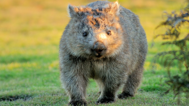 wombat digging in the soil