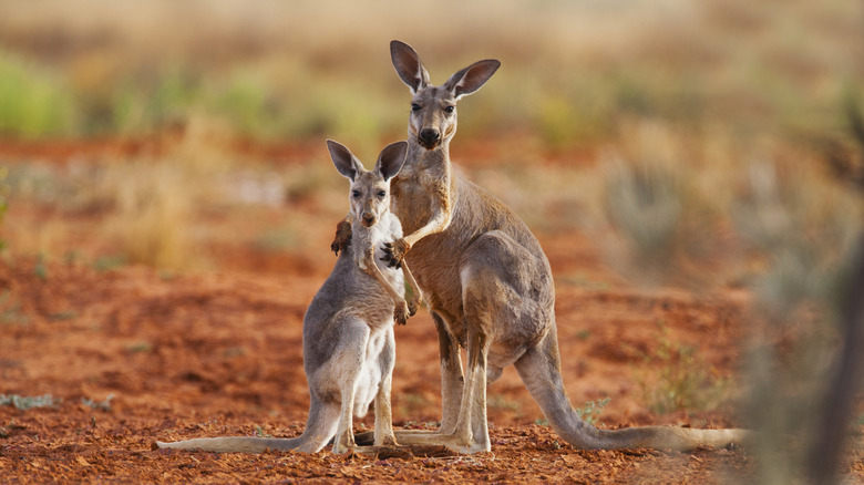 Kangaroo and joey standing next to each other