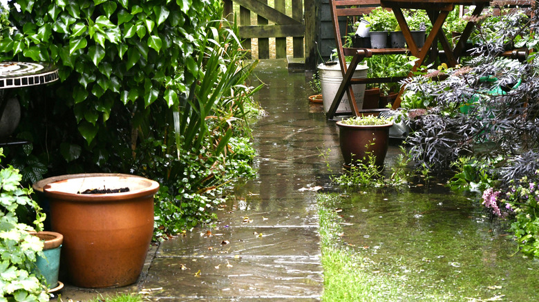 rain falling in a garden