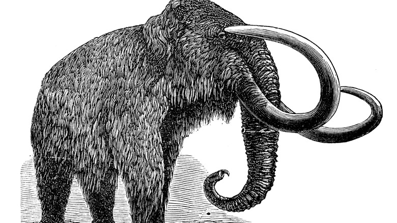 Black-and-white illustration of woolly mammoth