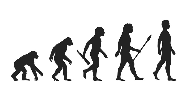 Human evolution graphic in black and white