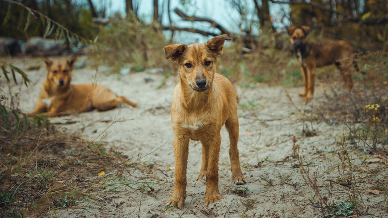 trio of wild dogs in the Chernobyl Exclusion Zone