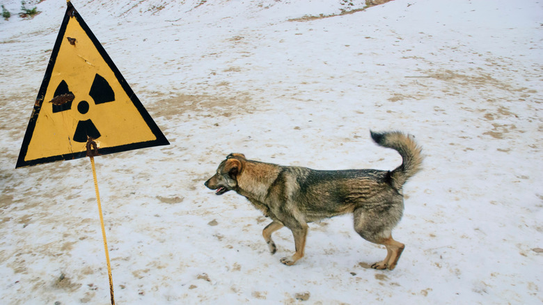 Dog passing radiation warning sign in the Chernobyl Exclusionary Zone