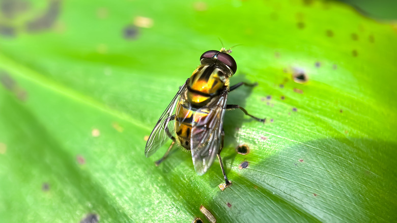 A close-up of a Eristalinus hoverfly sitting on a green leaf