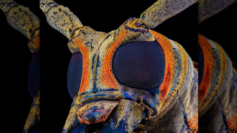 A fly head is shown in detail under a microscope