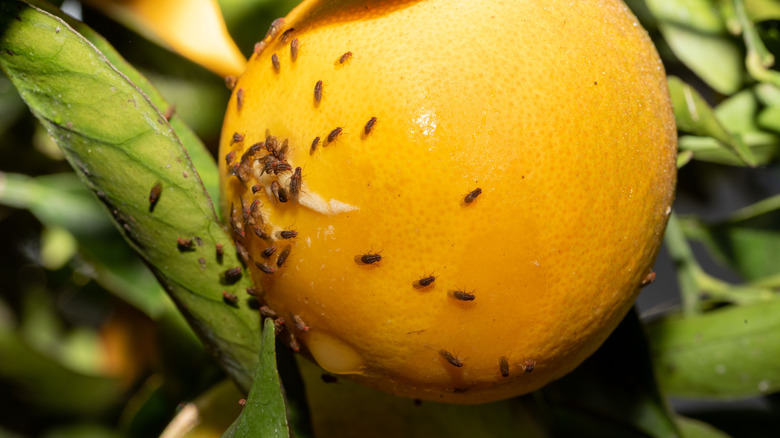 Fruit flies gather on the underside of a lemon