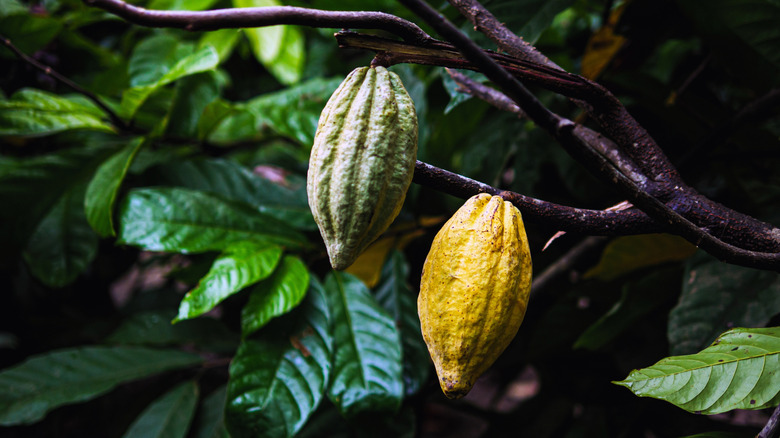 Two cacoa pods hang among green leaves on a branch