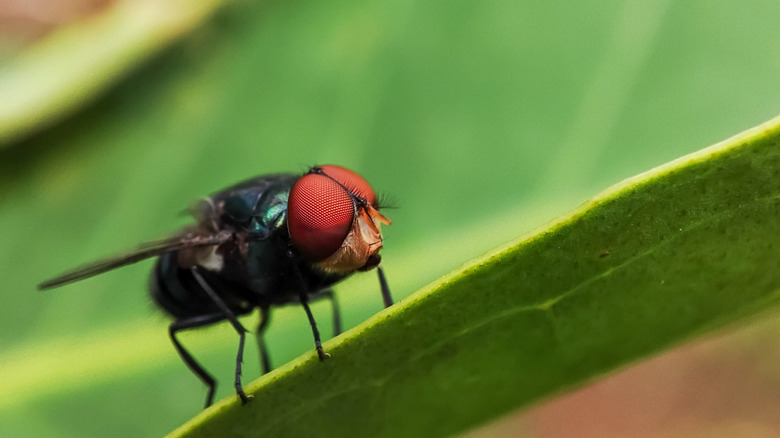 The oriental latrine fly sits on a leaf in close-up