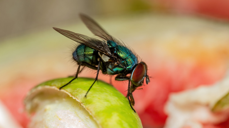 A house fly is seen in closeup