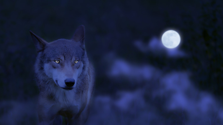 A wolf during a full moon