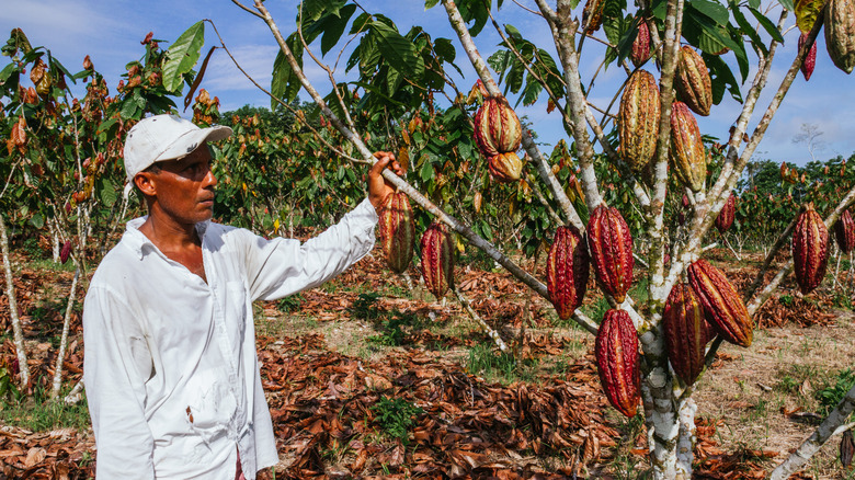 Man standing beside Ecuadorian cacao plant