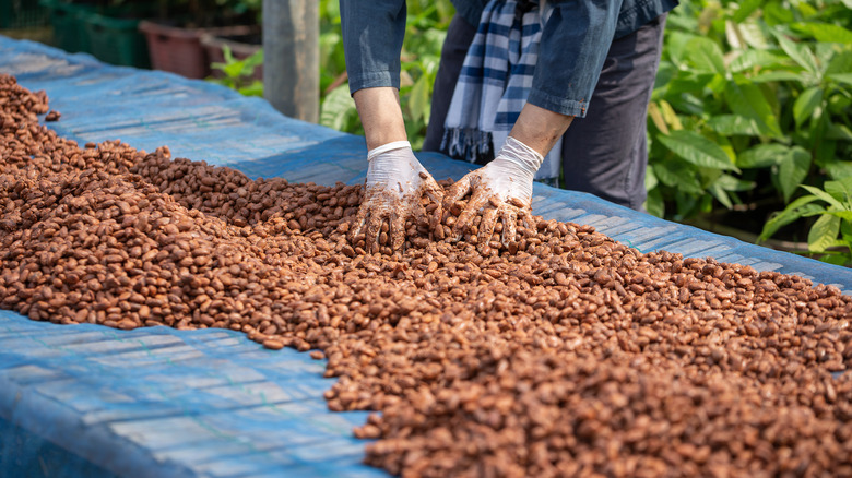 Person spreading out cacao beans to dry them