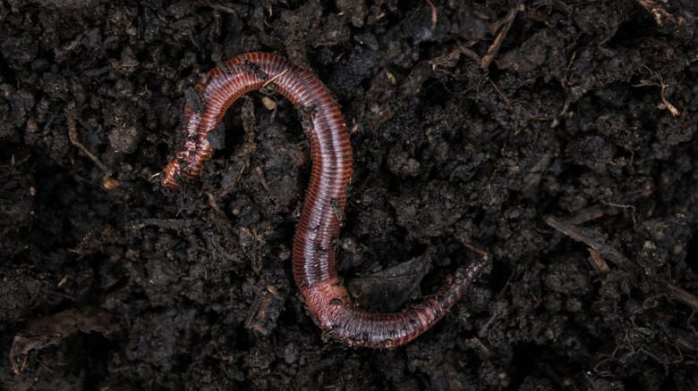 earthworm in wet soil