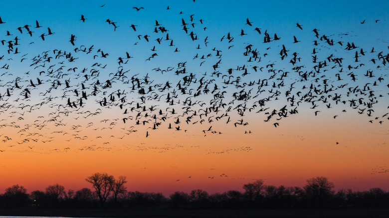 Flock of migrating sandhill cranes