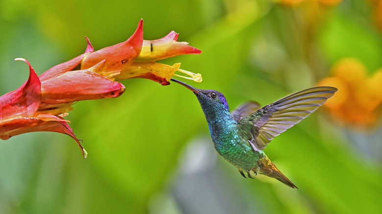 Hummingbird feeding on flower nectar