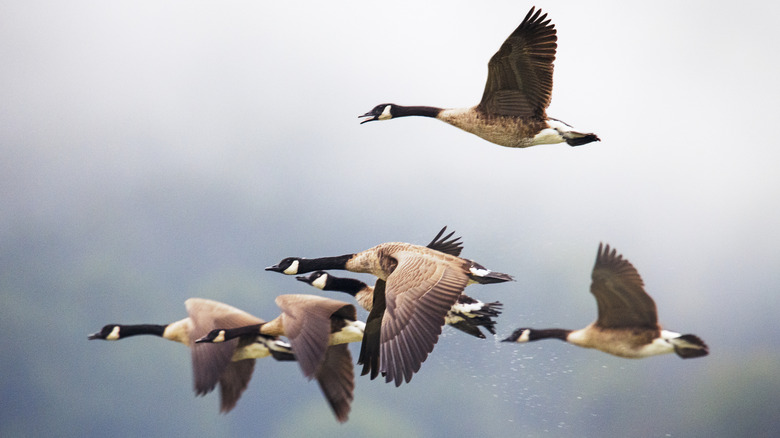 Canada geese in flight