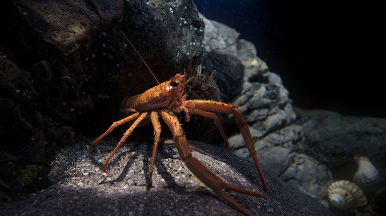 Crab on ocean floor