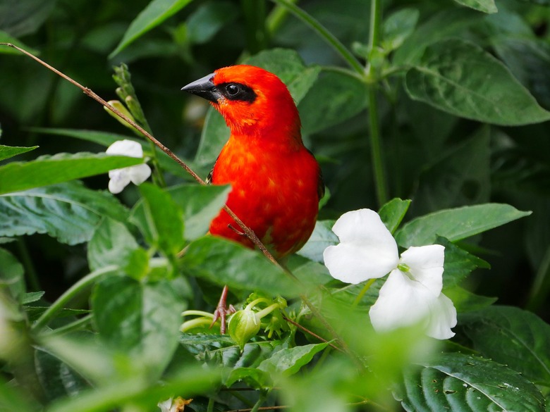 Red Scarlet bird perched in nature