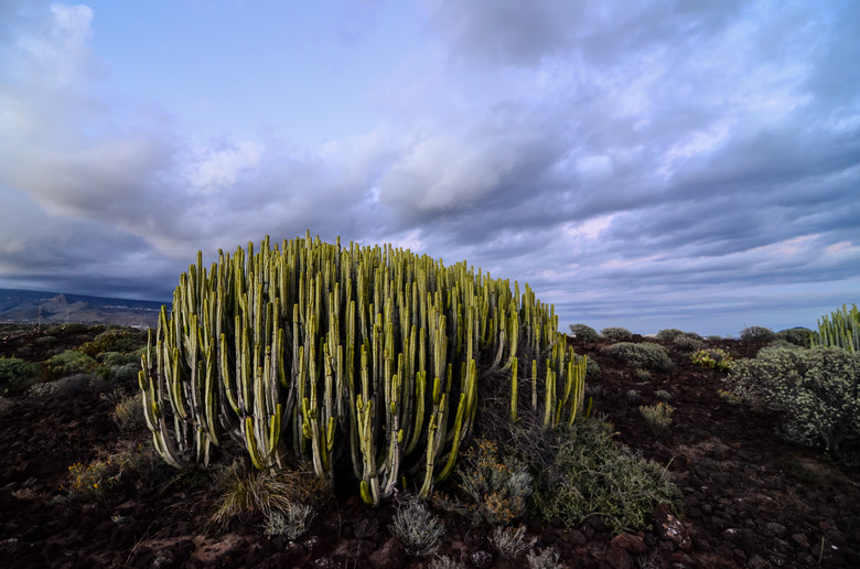 Calm Cactus Desert Sunset