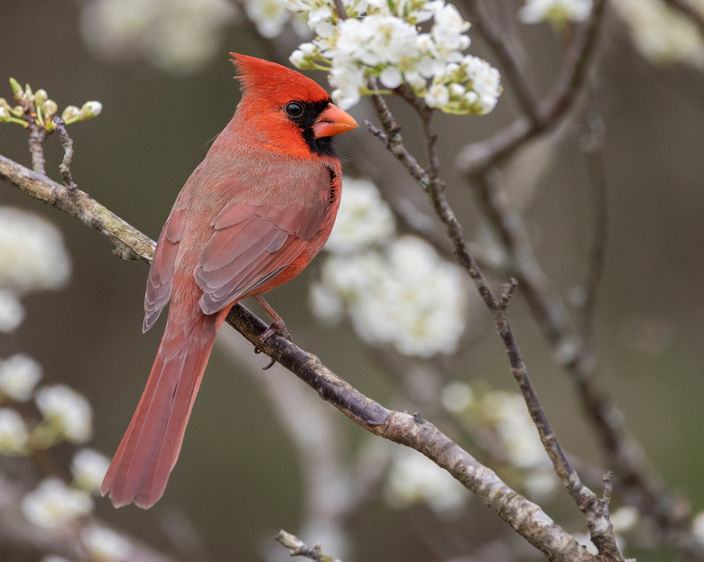 Northern Cardinal