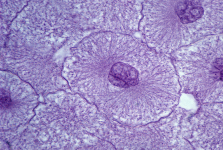 Animal mitosis. Interphase. Whitefish embryo. Shows nuclear membrane and chromatin. 250x at 35mm