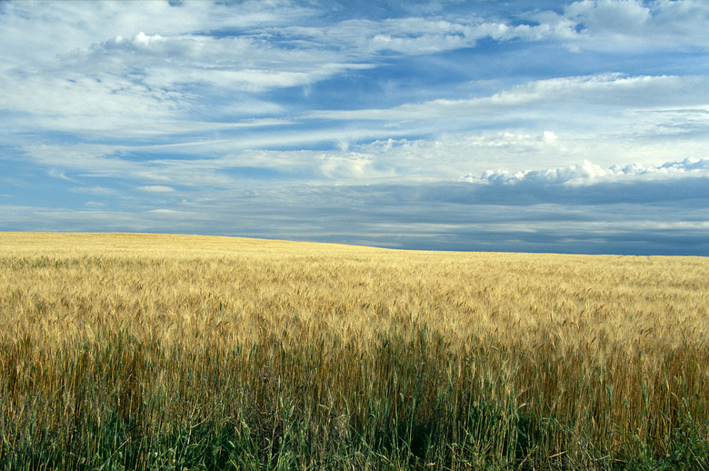 Wheat field, North Dakota