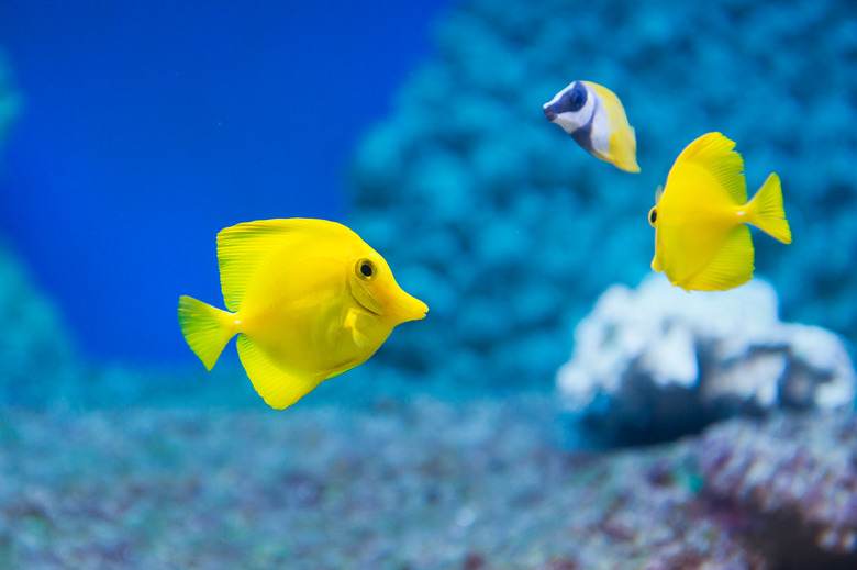 5 Characteristics That All Fish Have in Common