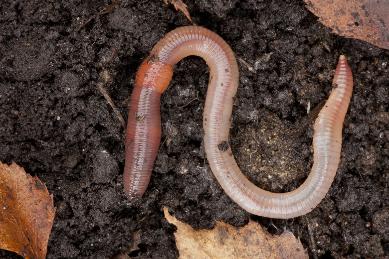 Common Earthworm on the ground